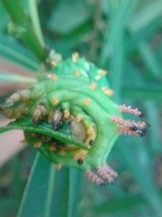 Citheronia laocoon
