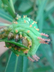 Citheronia laocoon