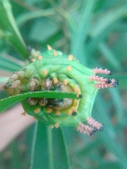 Citheronia laocoon
