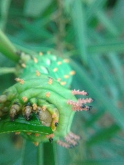 Citheronia laocoon