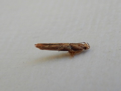 Pyroderces falcatella