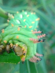 Citheronia laocoon