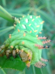 Citheronia laocoon