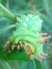 Citheronia laocoon