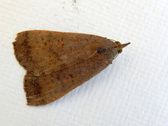 Rhapsa suscitatalis