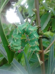 Citheronia laocoon
