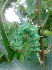 Citheronia laocoon