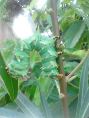 Citheronia laocoon