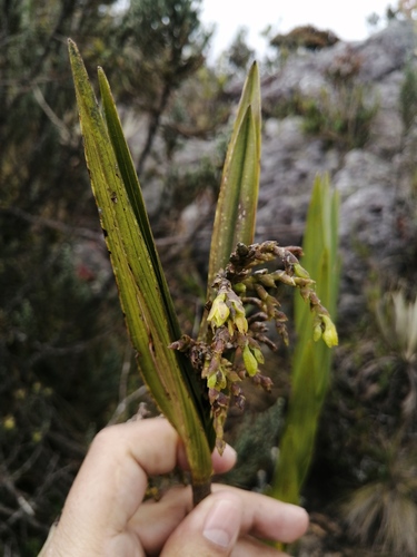 Epidendrum bogotense Schltr.