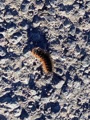 Lophocampa argentata