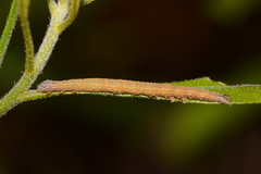 Catocala muliercula