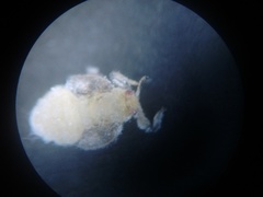 Hemiptera