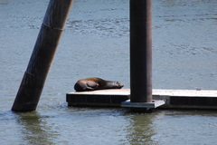 Zalophus californianus