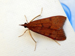 Uresiphita ornithopteralis