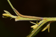 Catocala muliercula