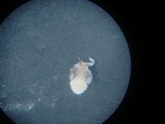 Hemiptera