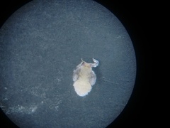 Hemiptera