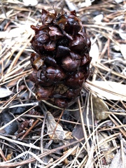 Kopsiopsis strobilacea