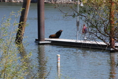 Zalophus californianus