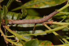 Catocala muliercula