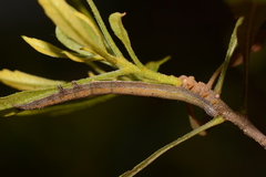 Catocala muliercula
