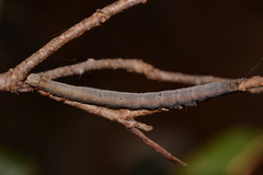 Catocala muliercula