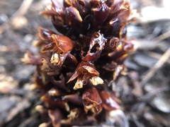 Kopsiopsis strobilacea