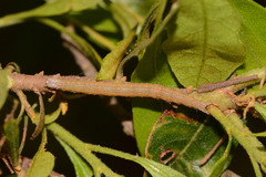 Catocala muliercula