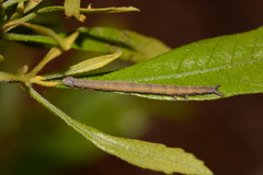 Catocala muliercula