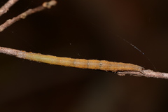 Catocala muliercula