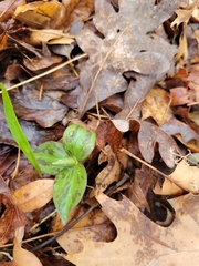 Trillium sessile
