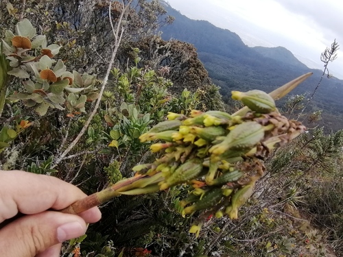 Epidendrum bogotense Schltr. 2