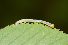 Trigrammia quadrinotaria