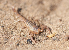 Paruroctonus variabilis