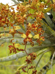 Cyrtopodium punctatum