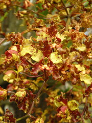 Cyrtopodium punctatum