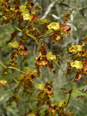 Cyrtopodium punctatum