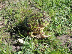 Ceratophrys ornata