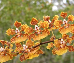 Trichocentrum undulatum