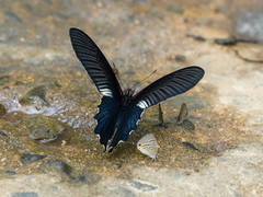 Papilio alcmenor