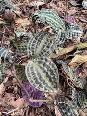 Geogenanthus poeppigii