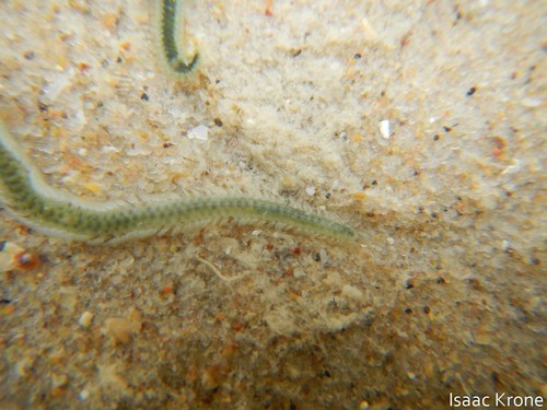 Phyllodoce tuberculosa