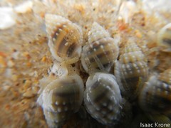 Nassarius iodes