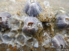 Paraconcavus mexicanus