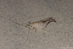 Macrobaenetes algodonensis