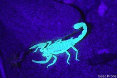 Paravaejovis confusus