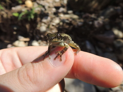 Trachycephalus typhonius