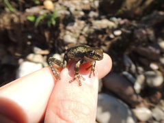 Trachycephalus typhonius