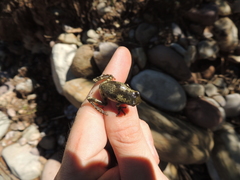 Trachycephalus typhonius