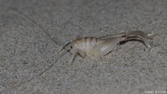 Macrobaenetes algodonensis